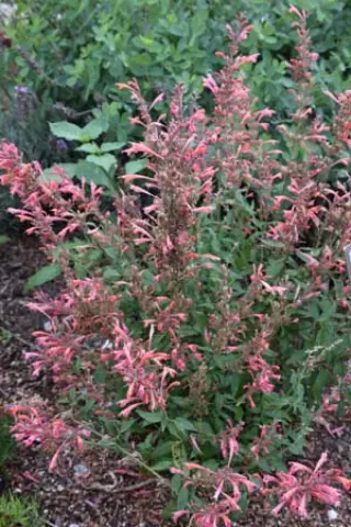 Agastache 'Fleur'