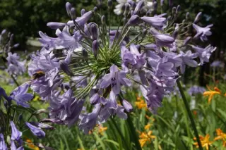 Agapanthus 'Lilac Time'