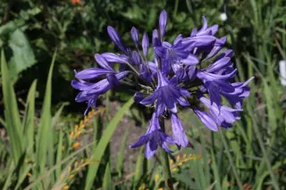 Agapanthus 'Little Dutch Blue'