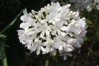 Agapanthus 'Malaga'