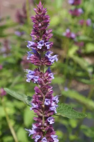 Agastache 'Purple Haze'