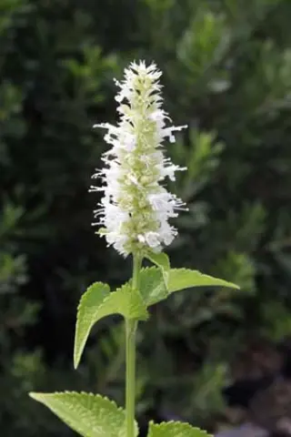 Agastache rugosa 'Alabaster' (A. Rugosa F. Albiflora)