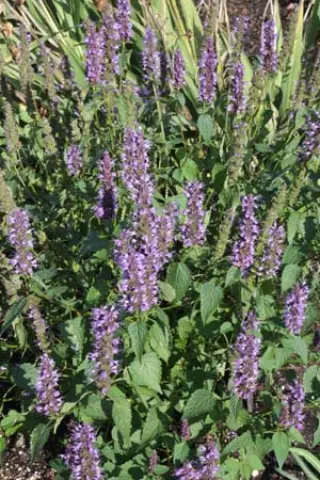 Agastache rugosa ex 'Little Adder' (Zaailingen)