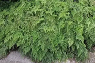 Adiantum venustum