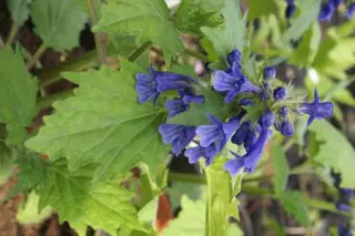 Ajuga incisa 'Blue Enigma'