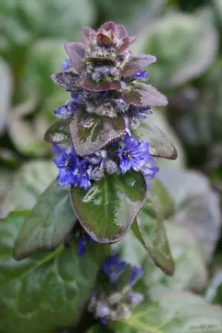 Ajuga reptans 'Catlins Giant'