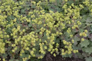 Alchemilla erythropoda