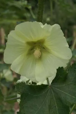 Alcea kurdica