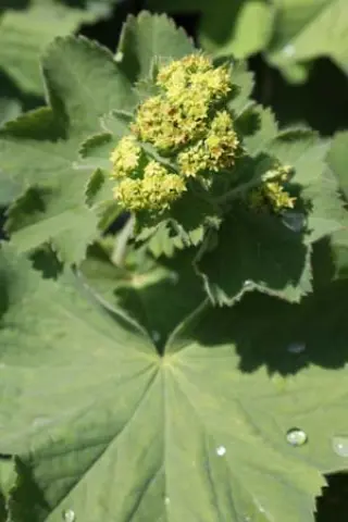 Alchemilla mollis 'Auslese'