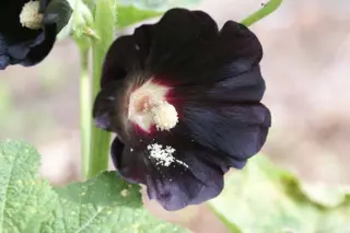 Alcea rosea 'Blacknight'