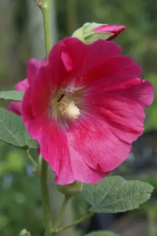Alcea rosea 'Mars Magic'