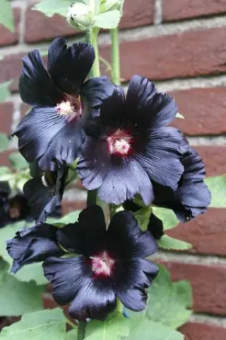 Alcea rosea var. nigra