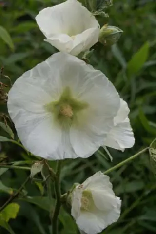 Alcea rosea 'Polarstar'
