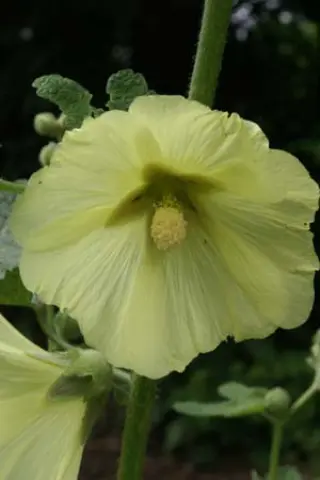 Alcea rugosa