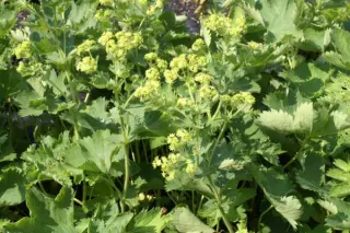 Alchemilla sericata 'Gold Strike'