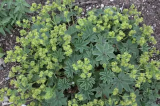 Alchemilla vetteri