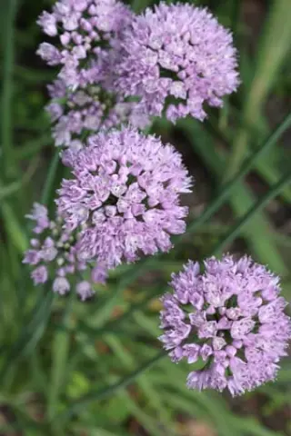 Allium angulosum 'Sara'