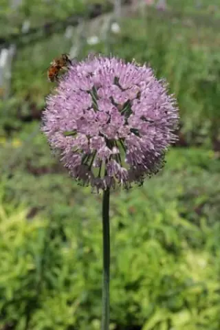 Allium 'Mauve Balls'