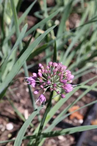 Allium 'Medusa Hair'