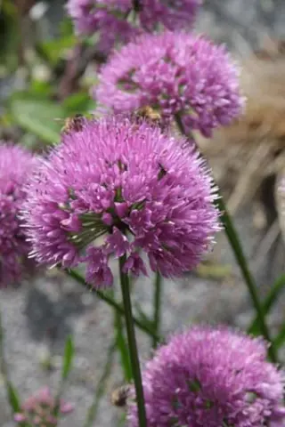 Allium 'Millenium'