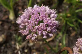 Allium 'Sugar Melt'