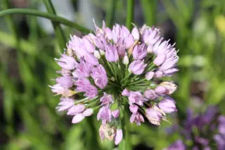 Allium 'Tasty Surprise' (Was A. Turkestanicum)