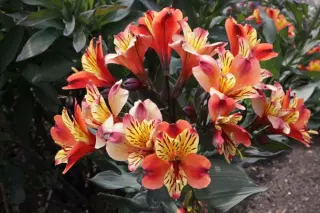 Alstroemeria 'Indian Summer'