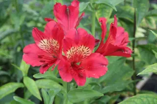 Alstroemeria 'Summer Red'