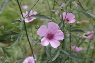 Althaea cannabina