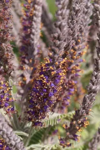 Amorpha canescens