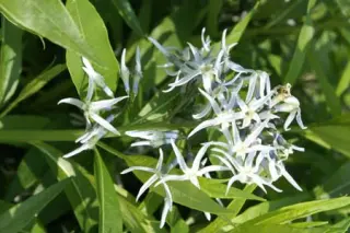 Amsonia ciliata 'Selekt'