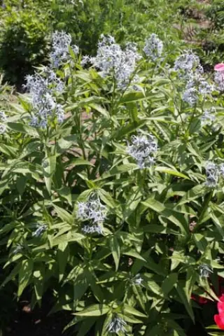 Amsonia elliptica