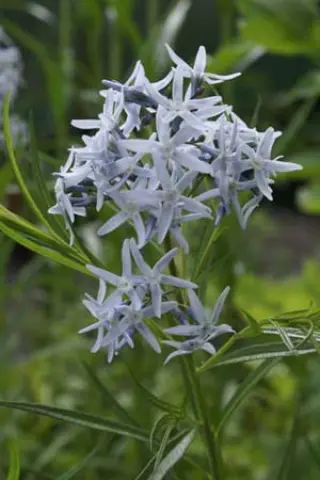 Amsonia hubrichtii