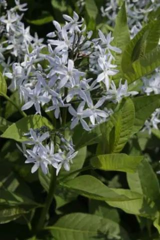 Amsonia illustris