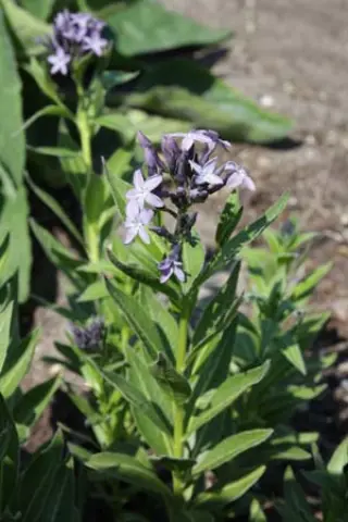 Amsonia orientalis 'Turkish Form'