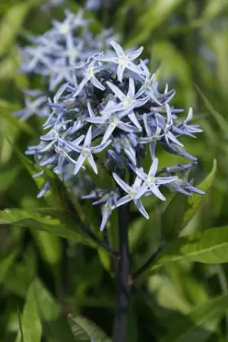 Amsonia orientalis (Rhazya orientalis)