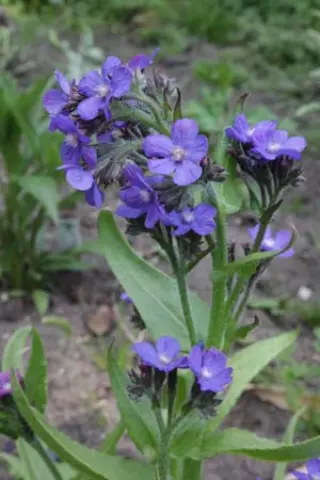 Anchusa azurea 'Feltham Pride Strain'