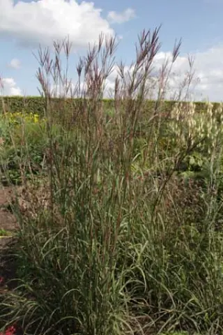 Andropogon gerardii 'Weinheim Burgundy'