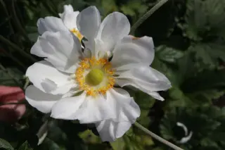 Anemone hybr. 'Alba Semi-Duplex'