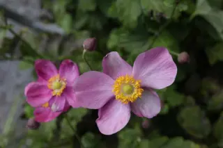 Anemone hybr. 'Annerose'