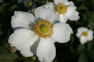 Anemone hybr. 'Andrea Atkinson'