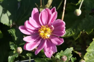 Anemone hybr. 'Aunt June'