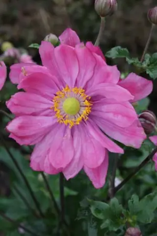 Anemone hybr. 'Bressingham Glow'