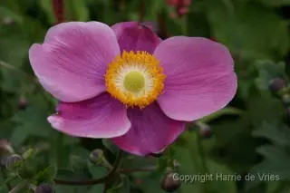 Anemone hybr. 'Hadspen Abundance'