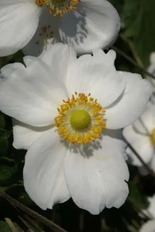 Anemone hybr. 'Honorine Jobert'