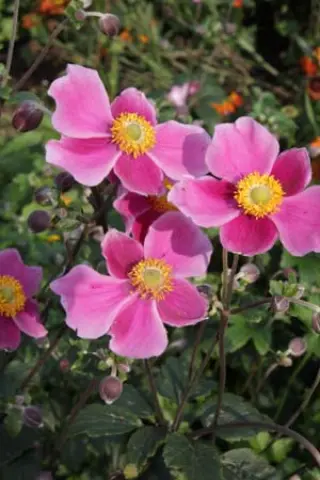 Anemone hupehensis 'Splendens'