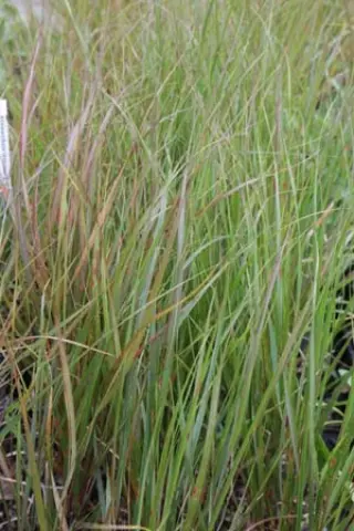Anemanthele lessoniana (Stipa arundinacea)