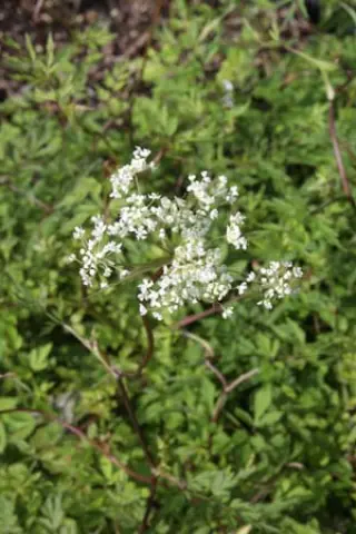 Angelica 'Loushan Filigree' Syn Nothosmyrnium Jap. Var. Sutchuenense