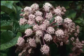 Angelica sylvestris 'Vicar's Mead'