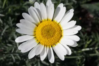 Anthemis 'Cally Cream'